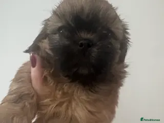 Shih Tzu dogs 1 male kc reg Shih-Tzu - Advert 13