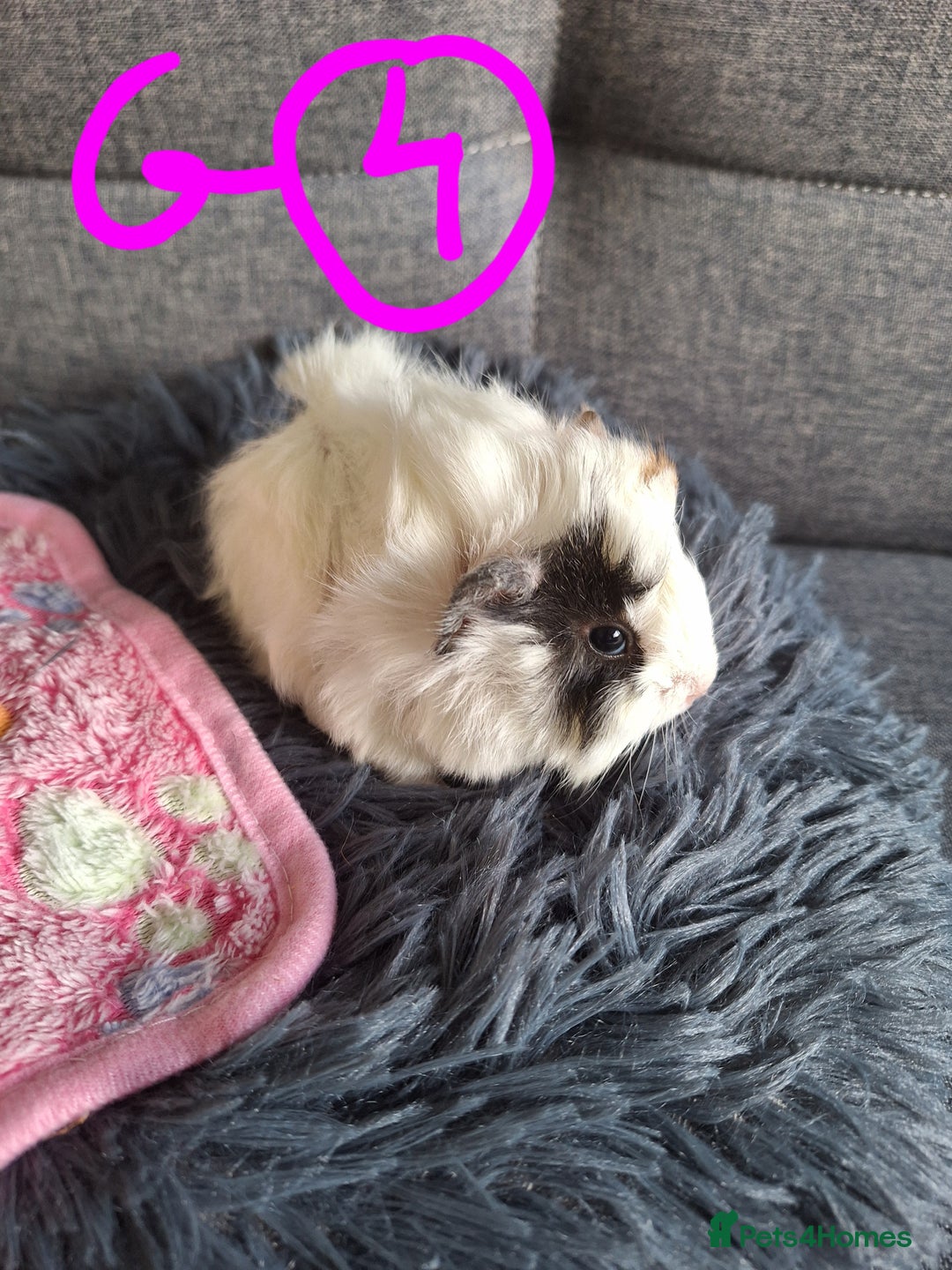 Guinea Pig rodents for sale: 😍 Lovely sows and one boar 💚  - Image 6