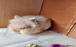 Lionhead rabbits for sale: Beautiful Double Maned Lionhead Girls. - Image 7