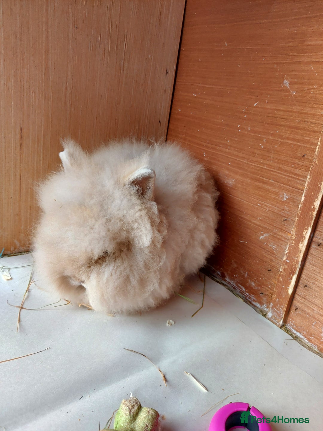 Lionhead rabbits for sale: Beautiful Double Maned Lionhead Girls. - Image 7