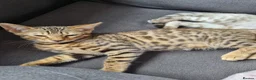 Bengal cats for sale: Pedigree Bengal kittens in West Drayton - Advert 4