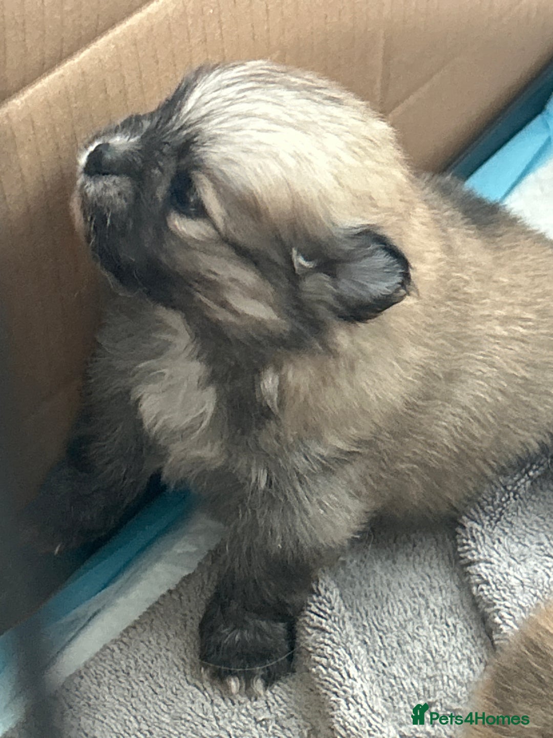 Pomeranian dogs for sale: Ready now***tiny teddy faced Pomeranian baby’s.  - Advert 36