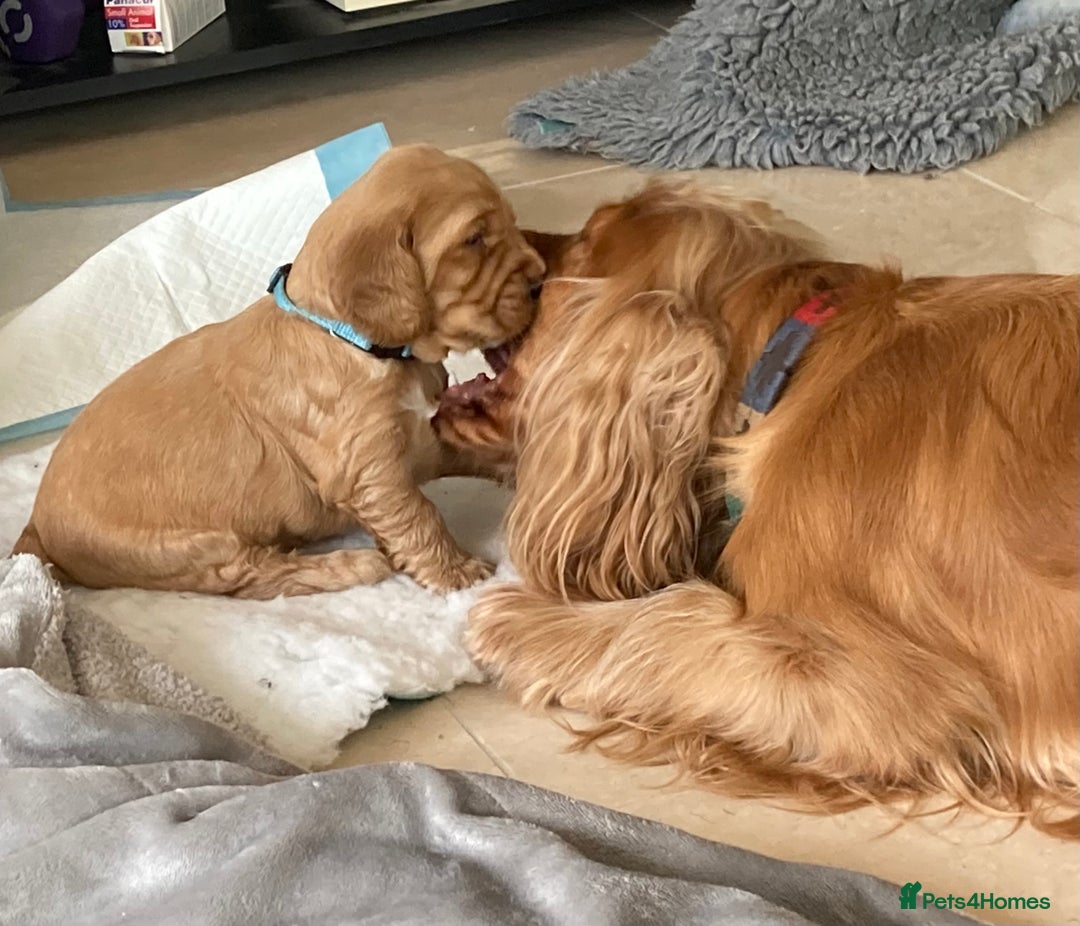 Cocker Spaniel dogs for sale: KC Show Cocker Spaniel Puppies - Due Sept  - Image 16