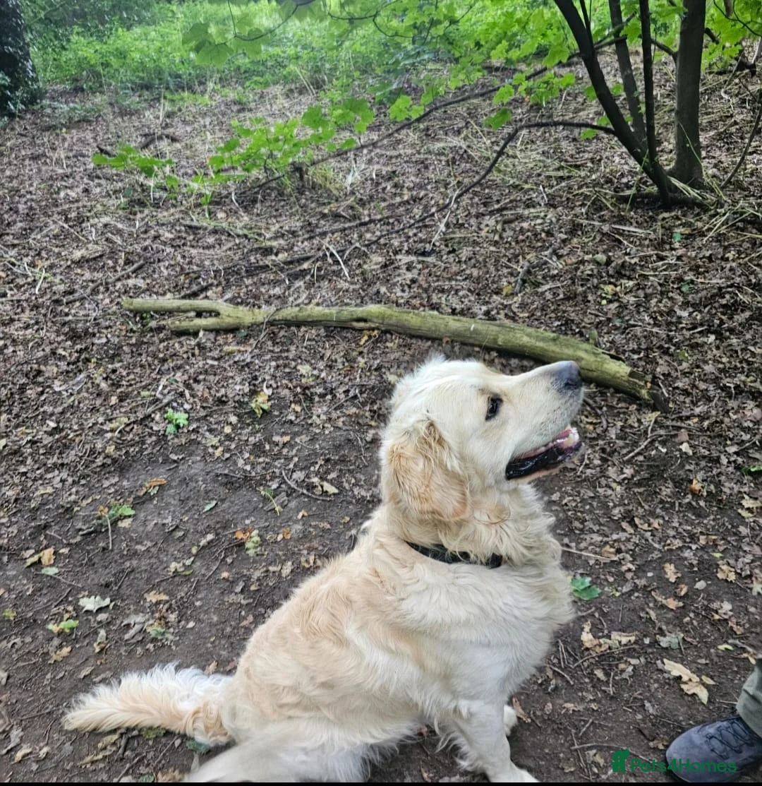 Golden Retriever dogs for sale: Gorgeous KC full pedigree golden retrievers  - Advert 12
