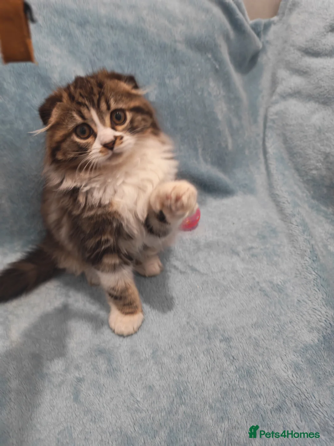 Mixed Breed cats for sale: Sccotis flod & Fluffy kittens VIDEOS - Advert 26