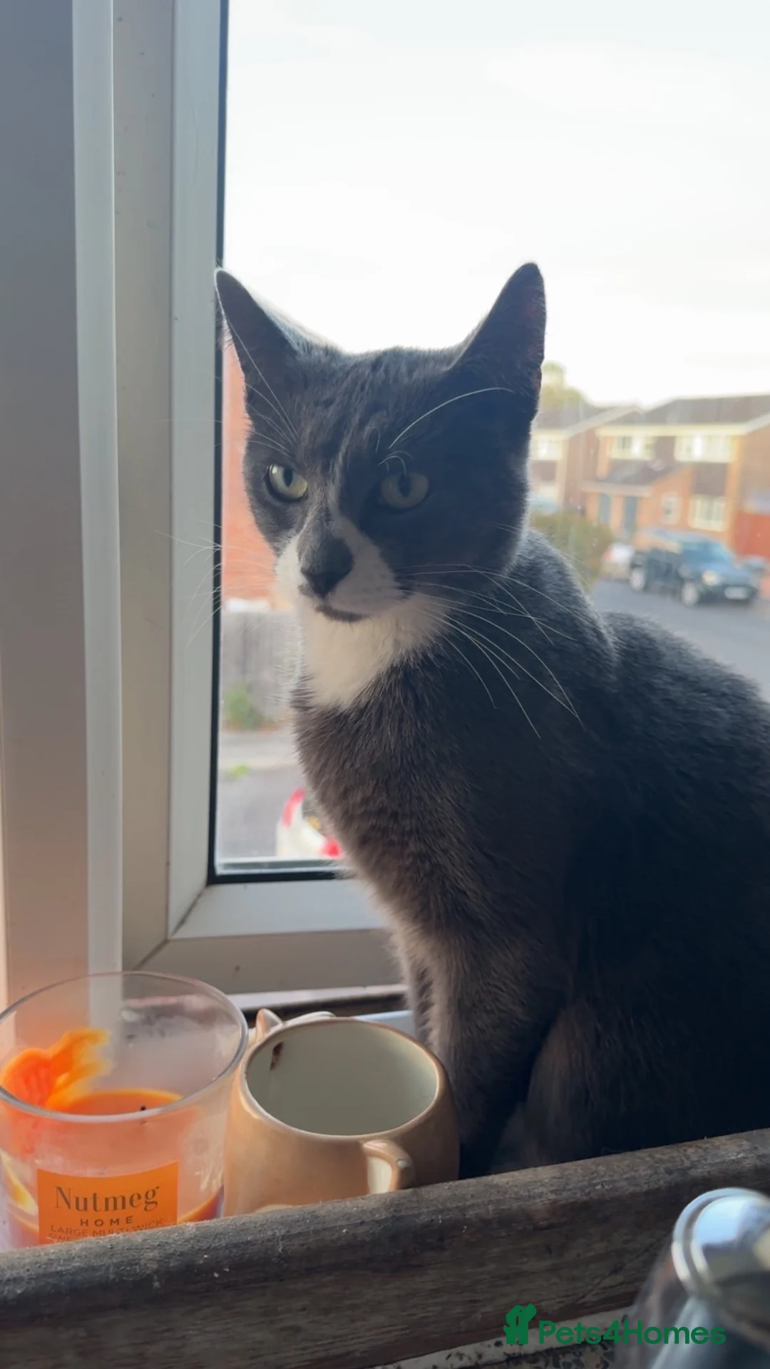 British Shorthair cats for sale: Mabel and Tommy  in Westbury - Advert 5