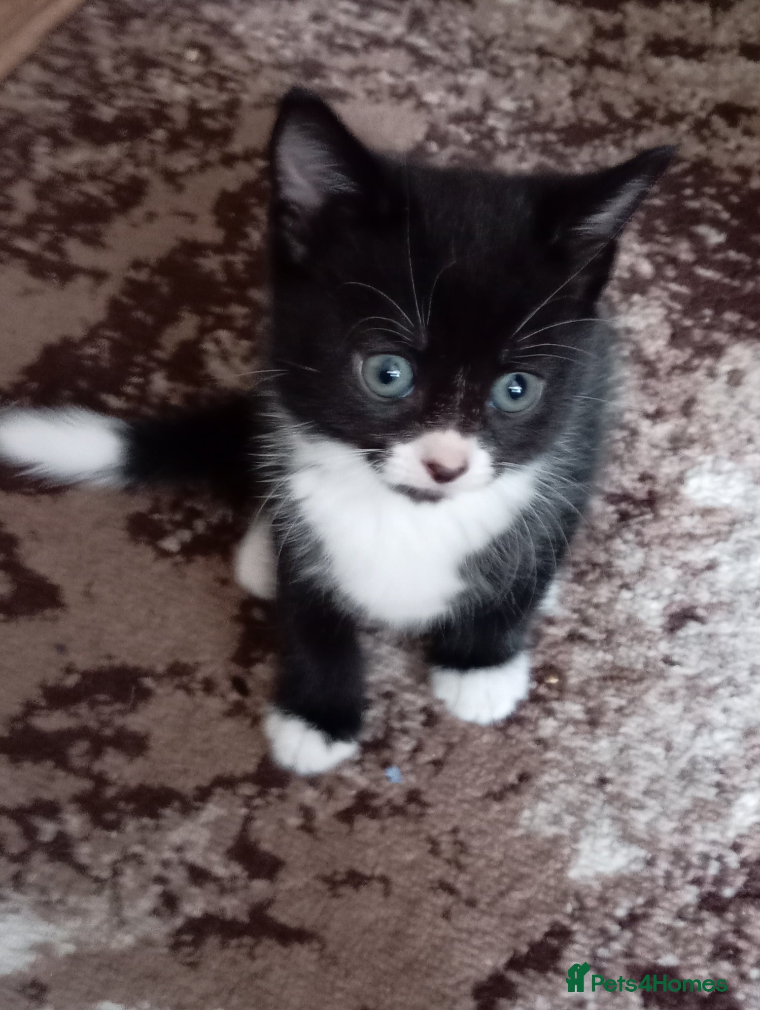 Mixed Breed cats for sale: Gorgeous tuxedo kittens  - Advert 3