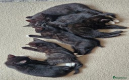 Domestic Shorthair cats for sale: Why nobody wants us? 😞😿 - Image 3