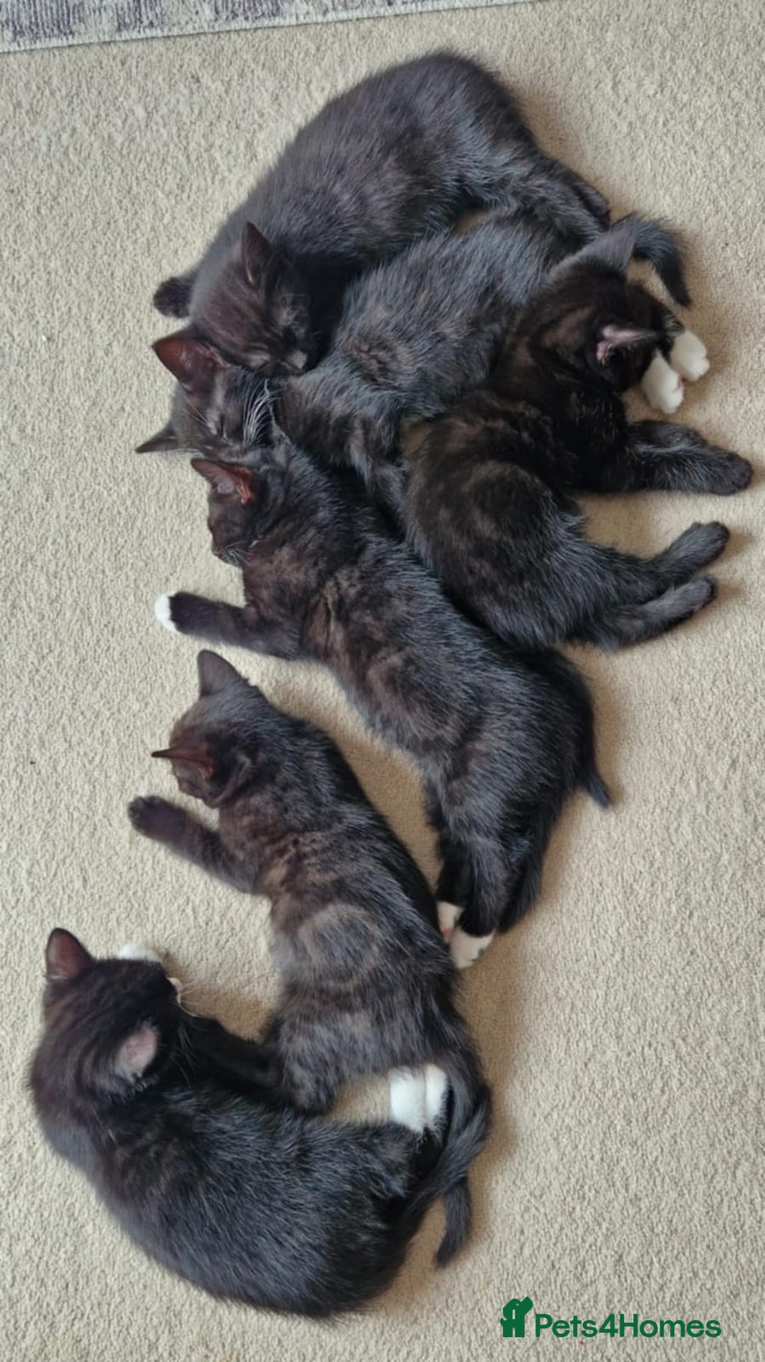 Domestic Shorthair cats for sale: Why nobody wants us? 😞😿 - Image 3