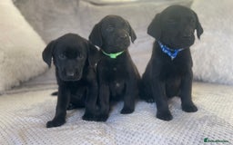 Labrador Retriever dogs for sale: Stunning Chunky Labradors ready this weekend  - Image 2