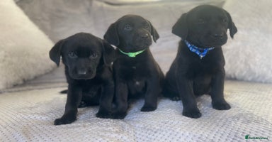 Labrador Retriever dogs - Advert 8