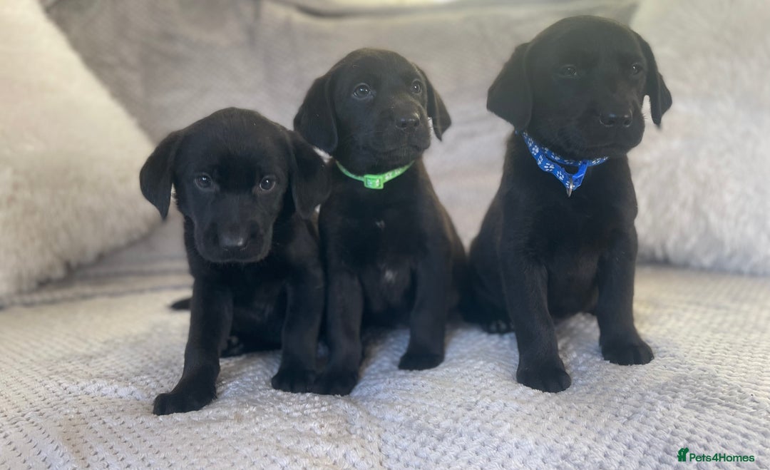 Labrador Retriever dogs for sale: Stunning Chunky Labradors ready this weekend  - Image 2