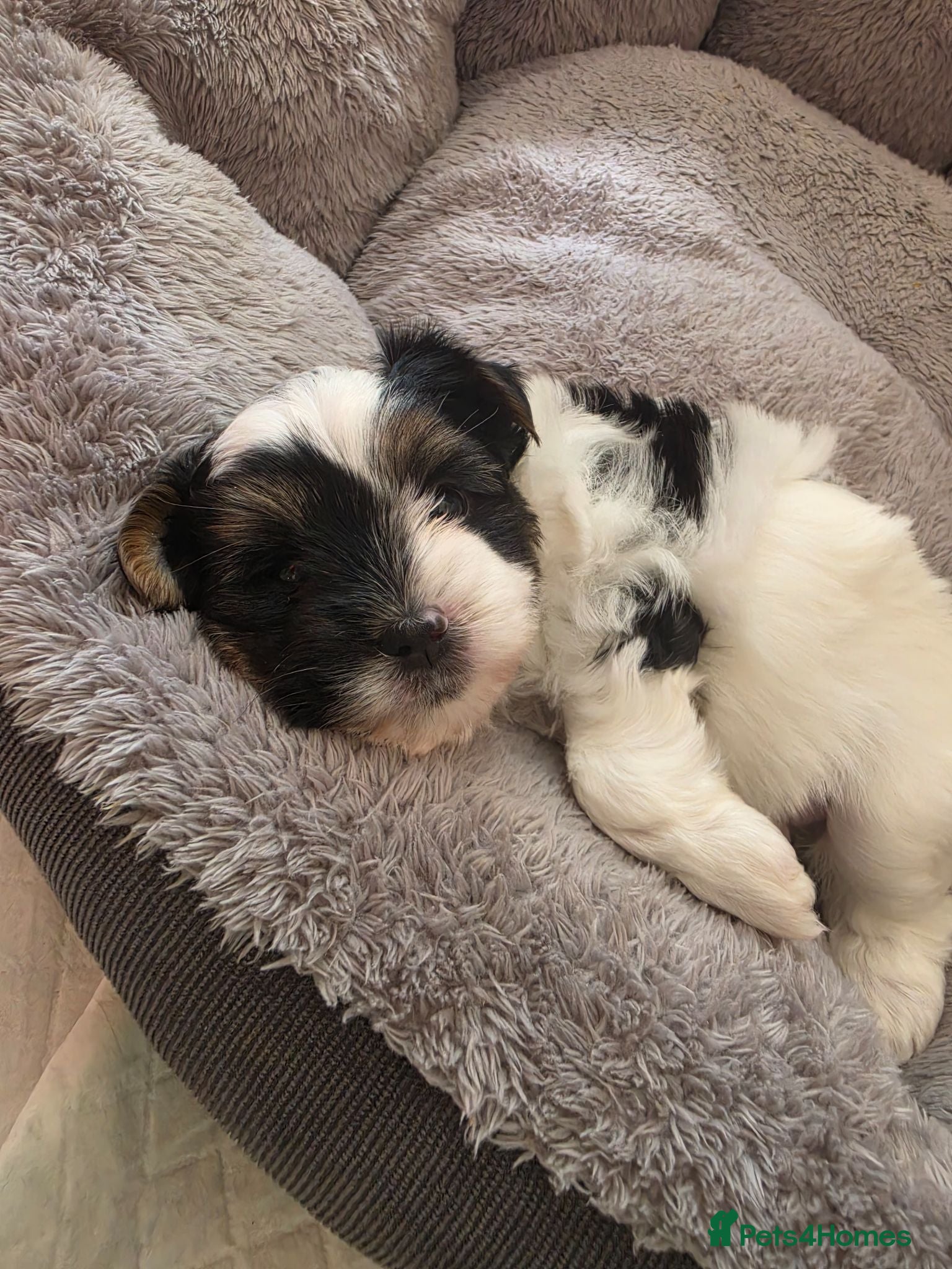 Yorkshire Terrier dogs Biewer Terrier 1 beautiful girl left available. - Advert 14