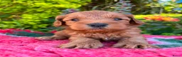 Cockapoo dogs for sale: F1b READY NOW. Health tested parents.  - Advert 23