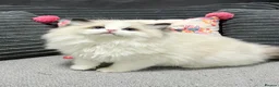 Ragdoll cats for sale: Dolly/baby face cuddling ragdoll boy - Advert 9