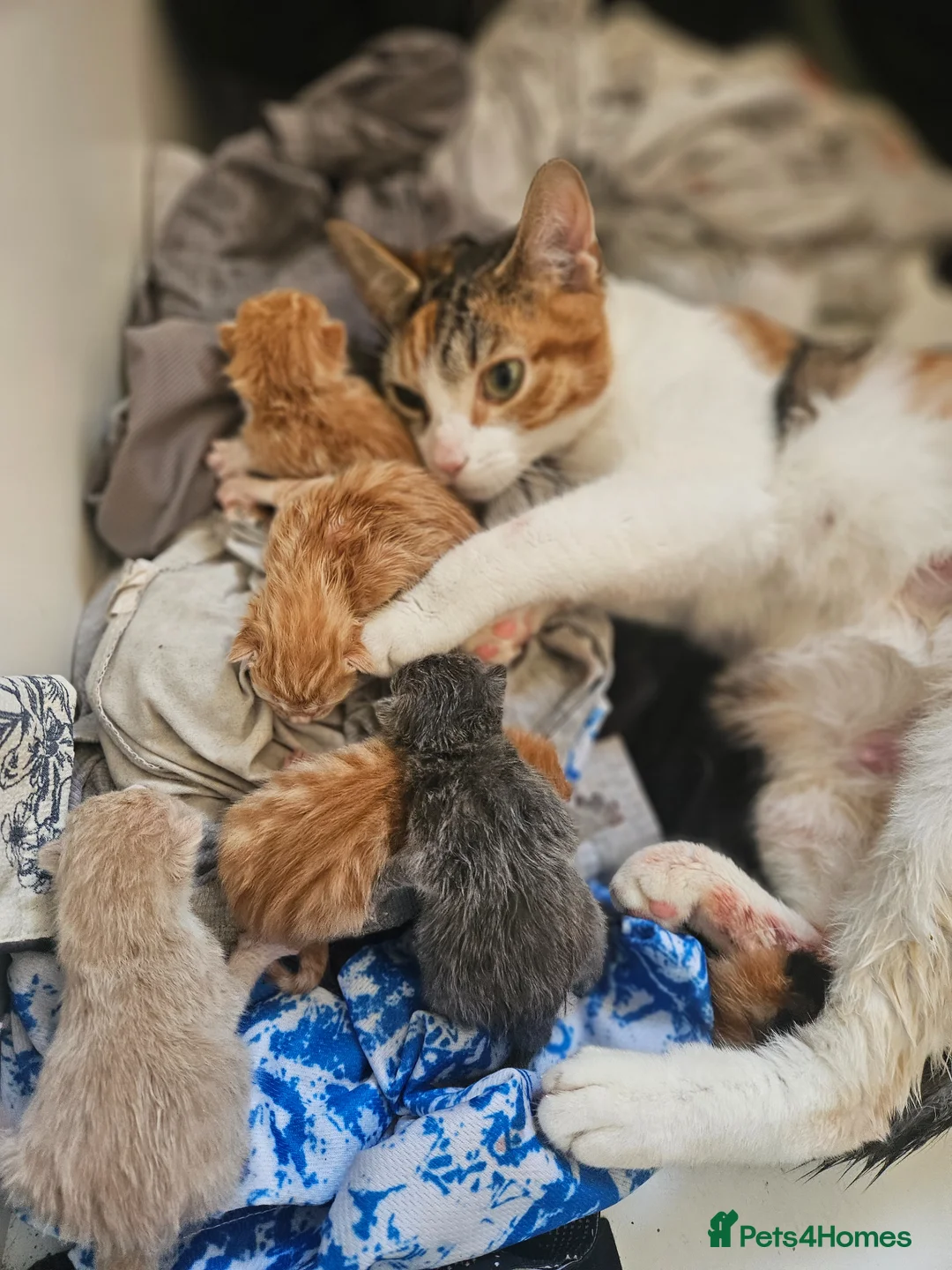 Mixed Breed cats for sale: Female ginger tabby kittens in Billingham - Advert 1