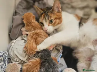 Mixed Breed cats Female ginger tabby kittens - Advert 1