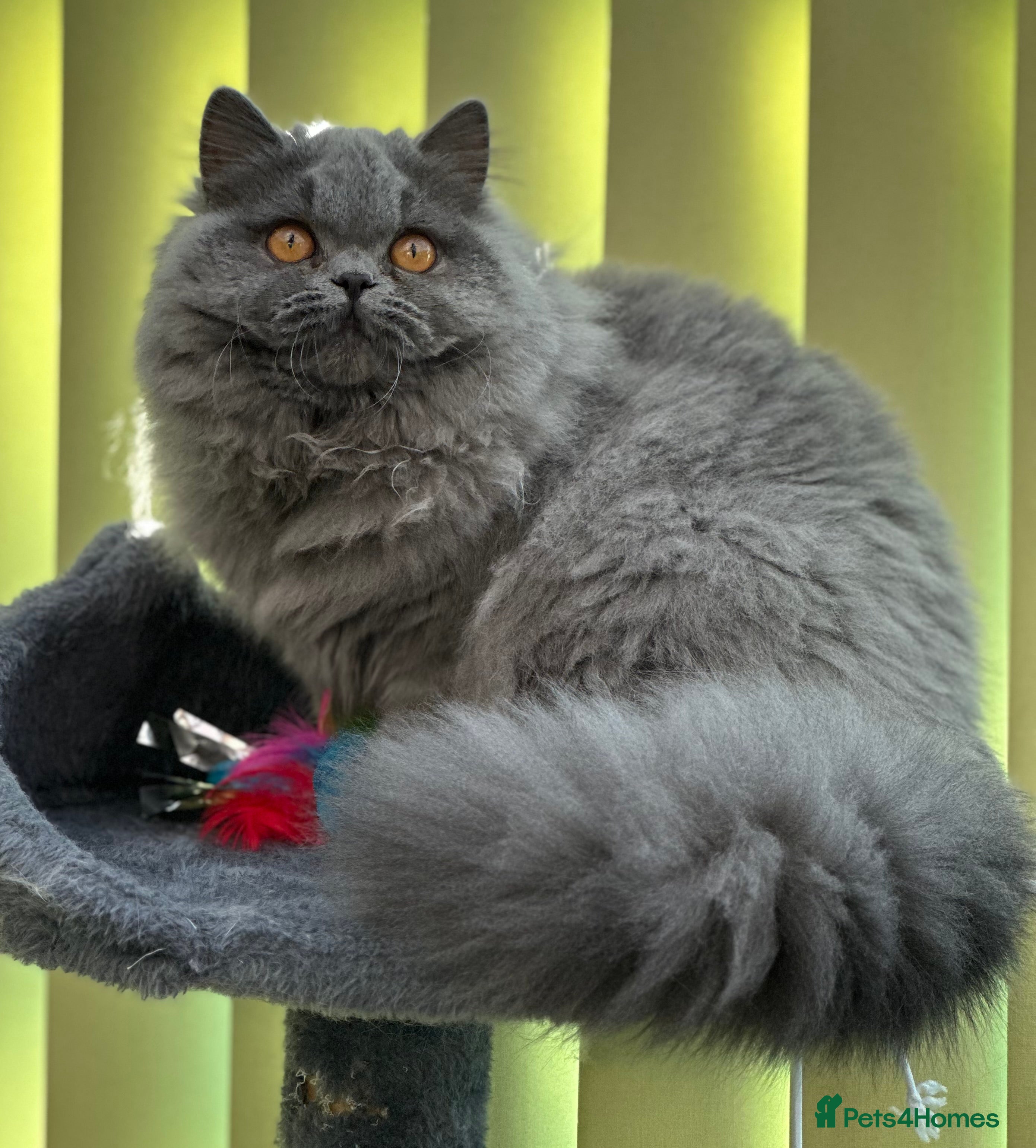 British Longhair cats Beautiful British Blue Longhair Girl - Advert 5