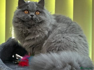 British Longhair cats Beautiful British Blue Longhair Girl - Advert 3