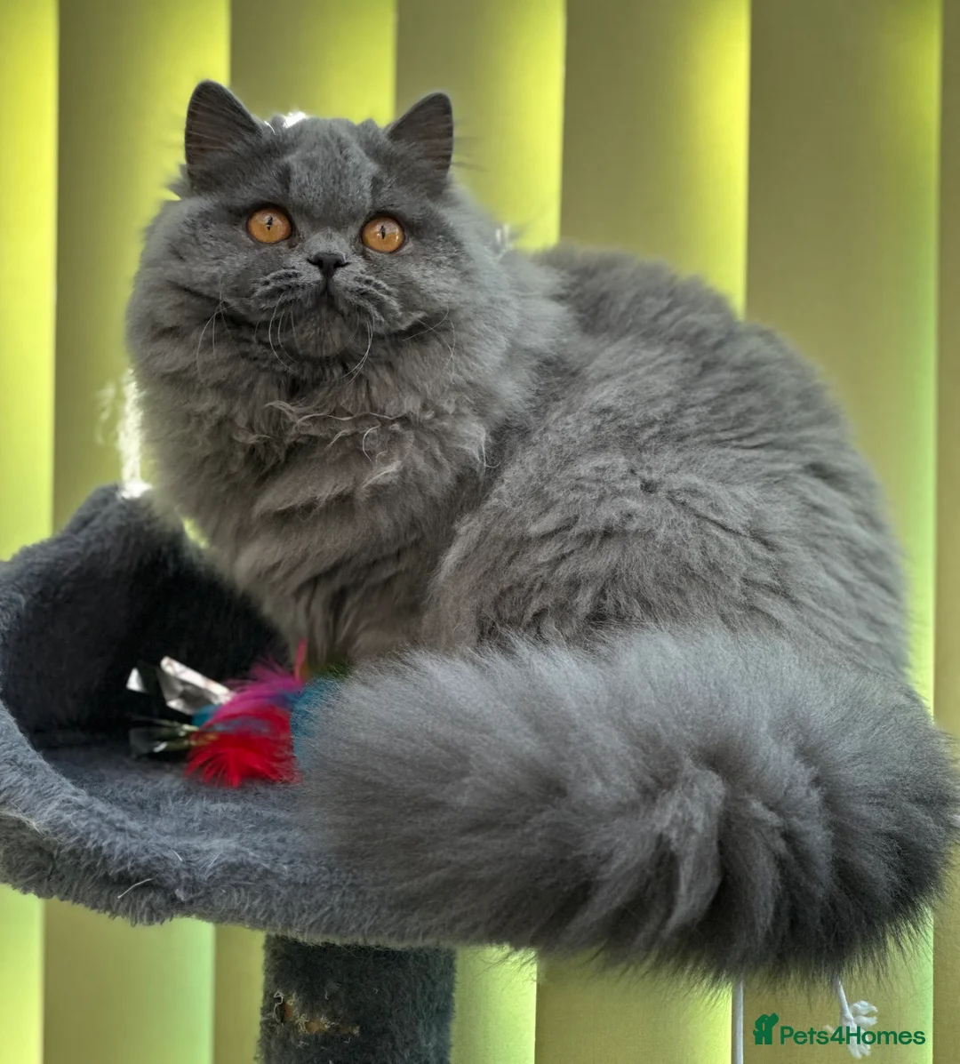 British Longhair cats for sale: Beautiful British Blue Longhair Girl  - Advert 1
