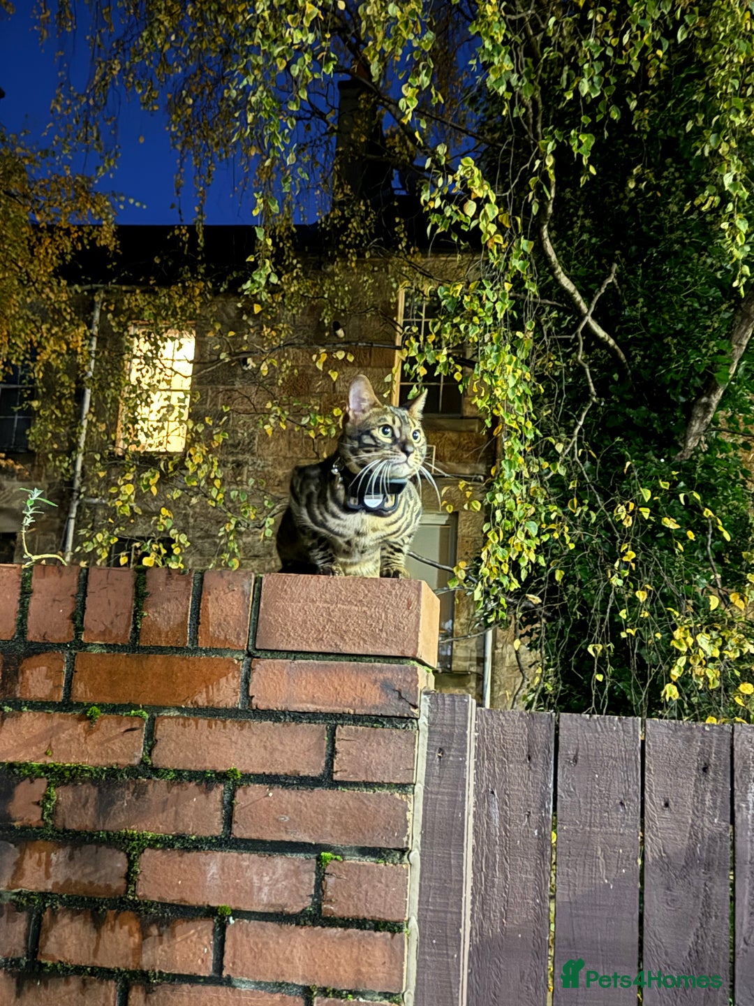 Bengal cats for stud: Stunning Bengal for stud - Advert 12