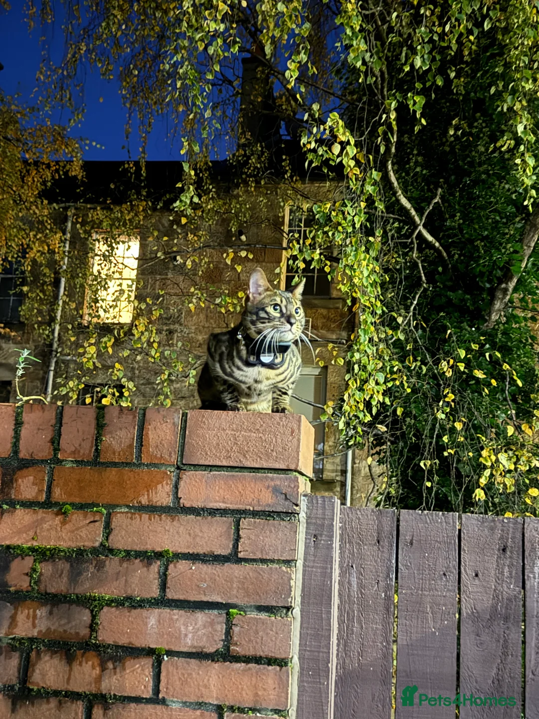 Bengal cats for stud: Stunning Bengal for stud - Advert 12