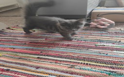 Ragcoon cats for sale: Maine coon X Ragdoll kitten - Image 10