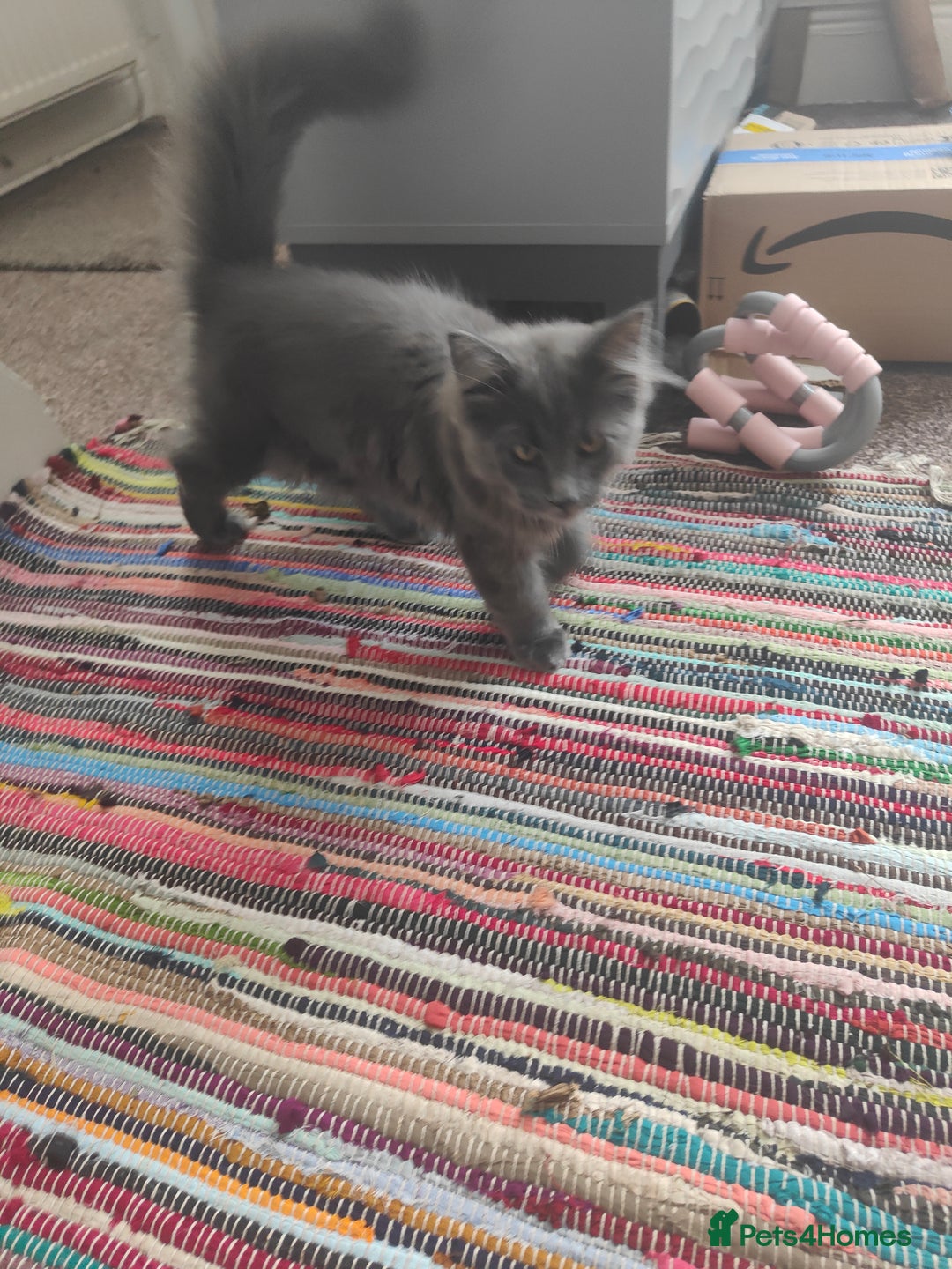 Ragcoon cats for sale: Maine coon X Ragdoll kitten - Image 10