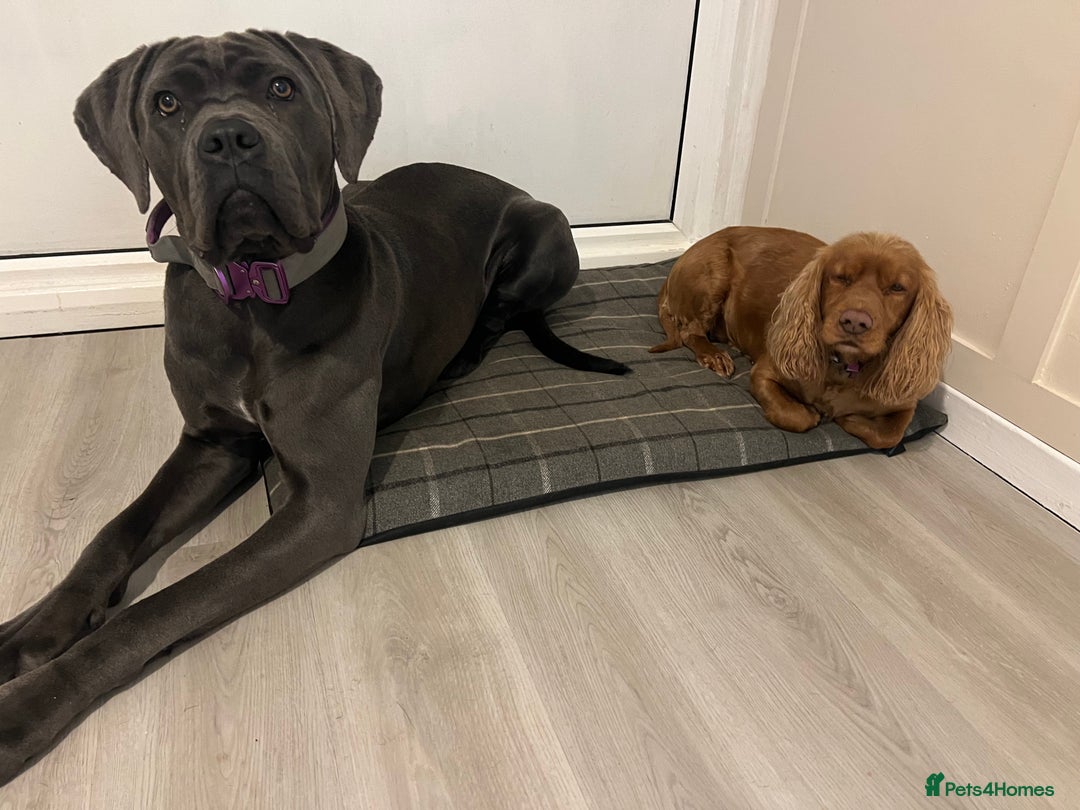 Cane Corso dogs for sale: Cane corso bitch looking for the perfect home  - Image 4