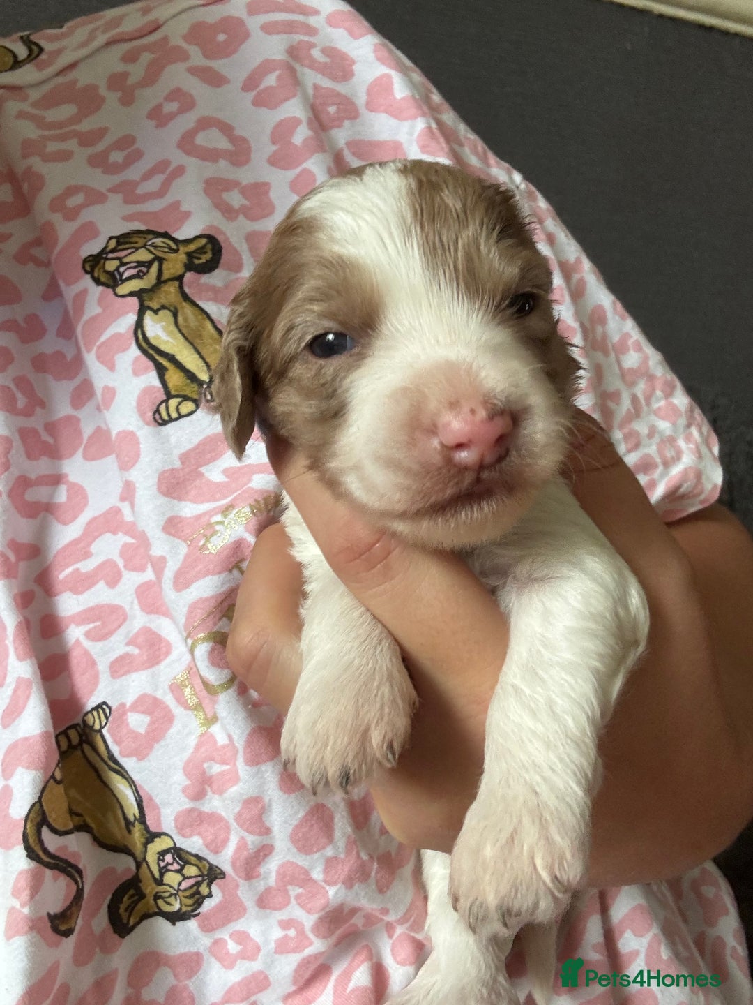 Cockapoo dogs for sale: Merle cockerpoo puppies for sale  - Image 16