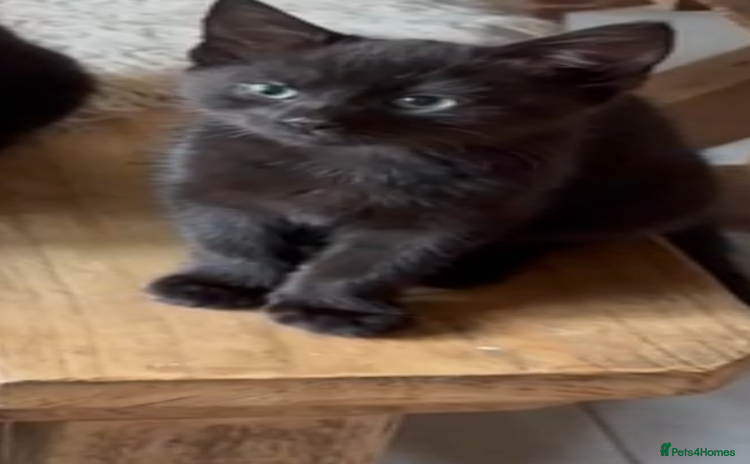 Maine Coon cats - Advert 8