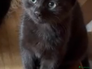 Maine Coon cats - Advert 12