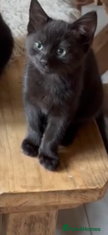 Maine Coon cats - Advert 8