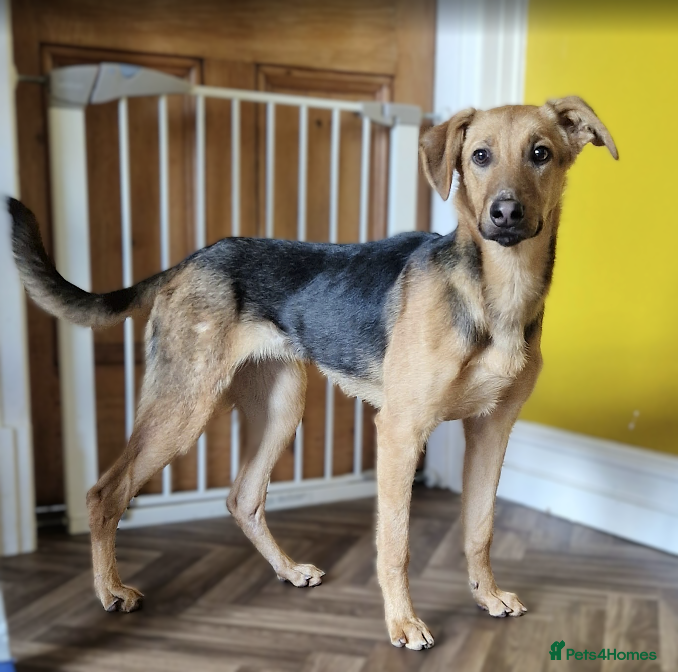 Mixed Breed dogs for sale: Lovely Lucy 7 months old is ready for adoption! - Advert 5