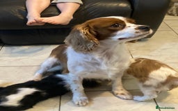 Cavalier King Charles Spaniel dogs for sale: Beautiful cavaliers  - Advert 12