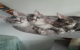 Maine Coon cats for sale: 3 maine coon girls black silver TICA pedigree - Image 15