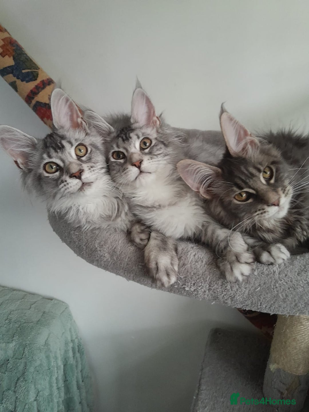 Maine Coon cats for sale: 3 maine coon girls black silver TICA pedigree - Image 15