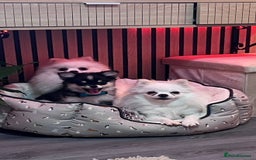Pomeranian dogs for sale: Pomeranian boy  - Image 2