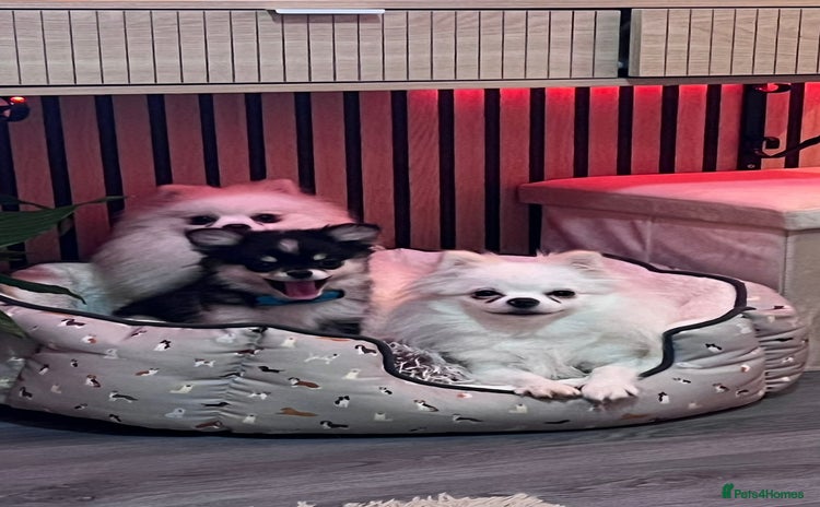 Pomeranian dogs - Advert 1