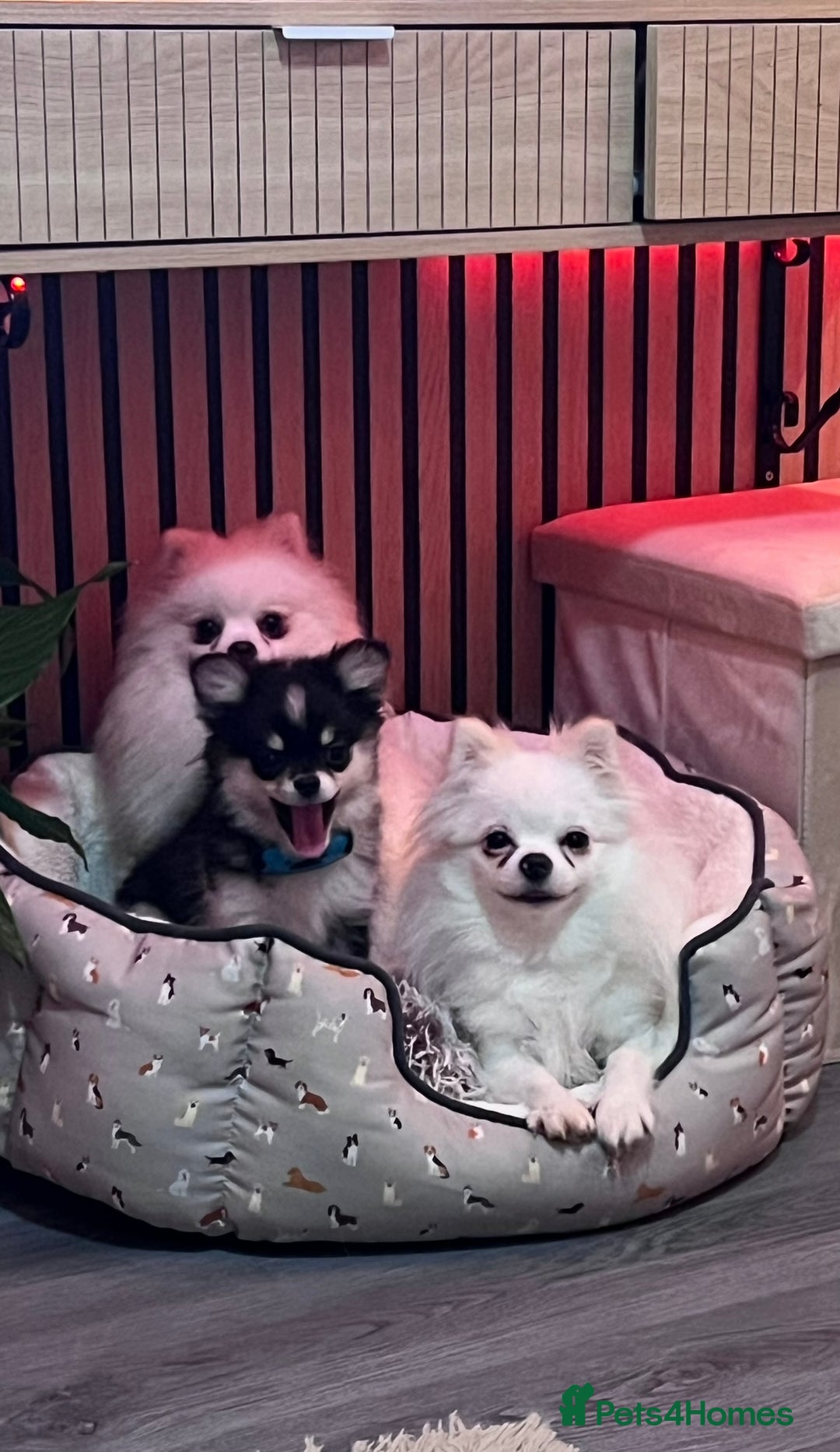 Pomeranian dogs for sale: Pomeranian boy  - Image 2