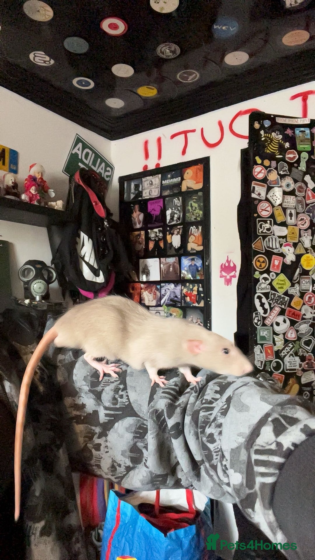 Rat rodents for sale: 3 male rats - Image 3