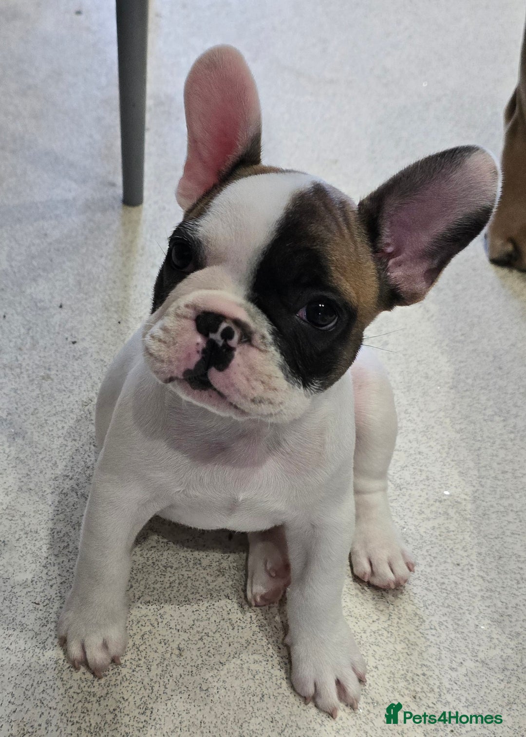 French Bulldog dogs for sale: Adorable Frenchie Puppies Seeking Forever Homes - Image 5