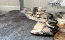 Maine Coon cats for sale: 3 beautiful Maine coon babies READY NOVEMBER - Image 4