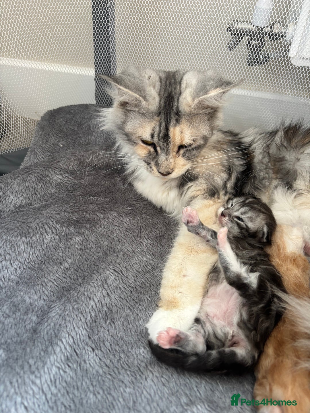 Maine Coon cats for sale: 3 beautiful Maine coon babies READY NOVEMBER - Image 4