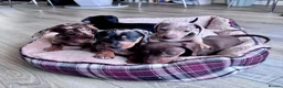 Dachshund dogs for sale: 5 beautiful Dachshund puppies in Leeds - Advert 16