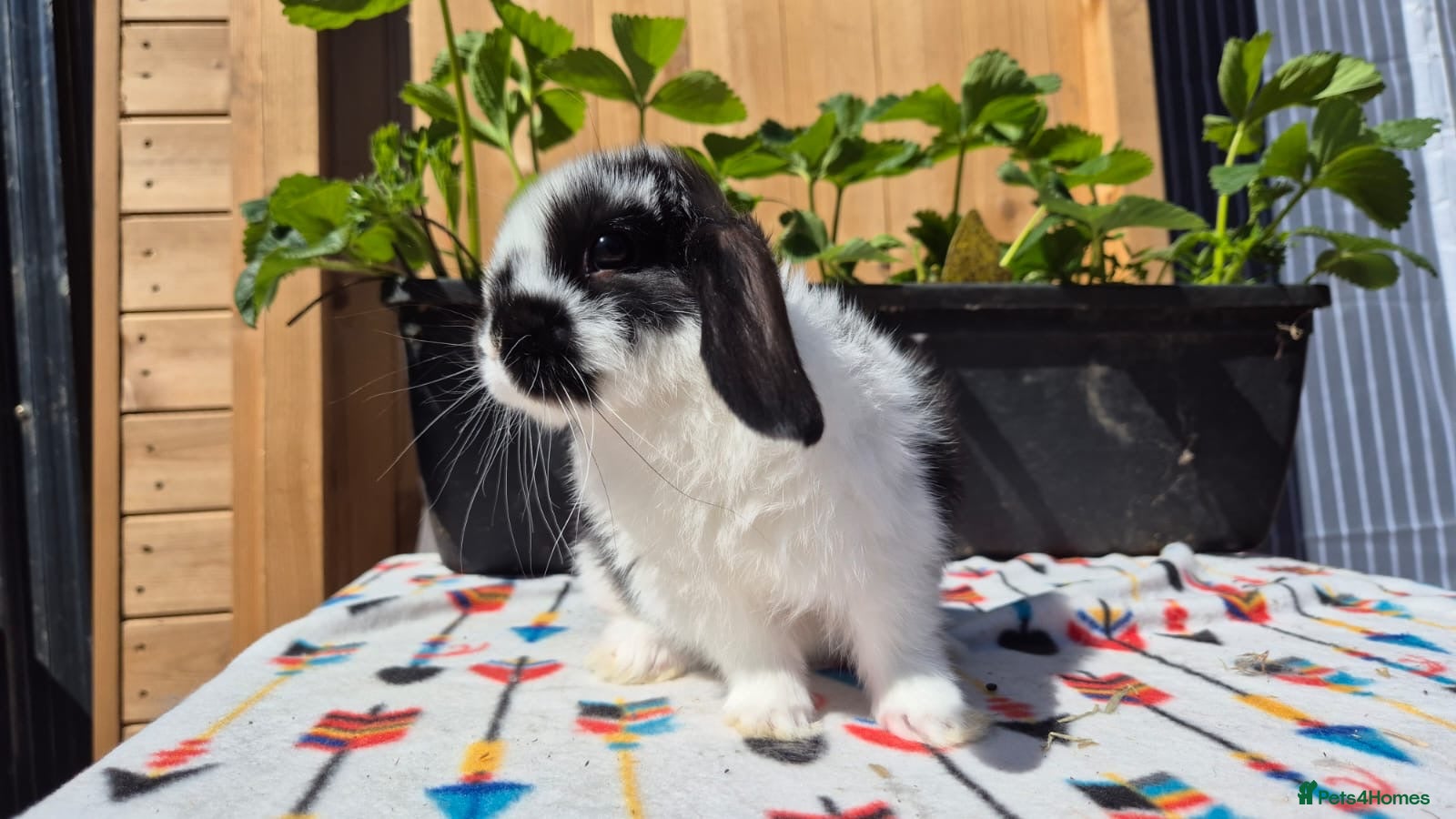 Mini Lop rabbits 8 week old mini lops  - Advert 2
