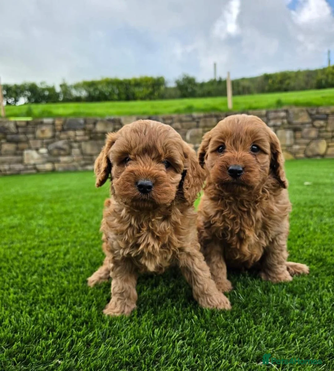 Cavapoo dogs for sale: STUNNING HEALTH TESTED PUPPIES  in Manchester - Advert 2
