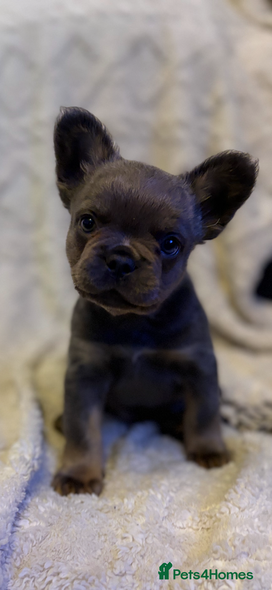 French Bulldog dogs for sale: Fluffy French Bulldog - Advert 9
