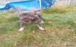 French Bulldog dogs for sale: French bulldog lilac - Image 2