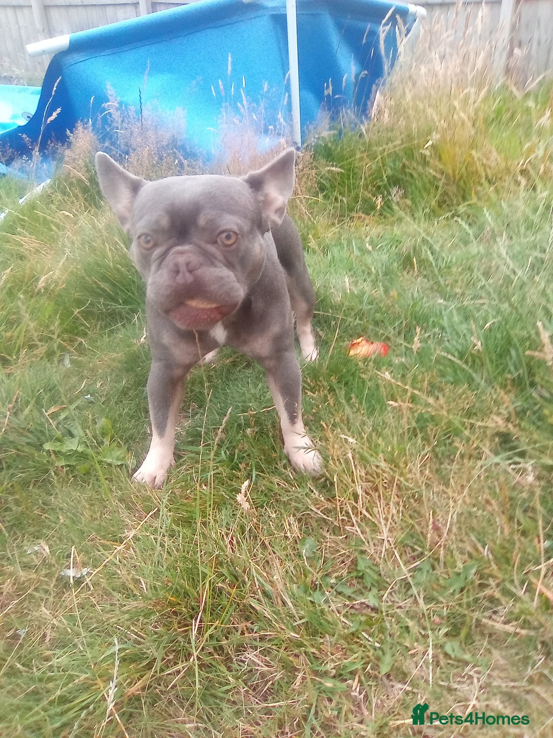 French Bulldog dogs for sale: French bulldog lilac - Image 2
